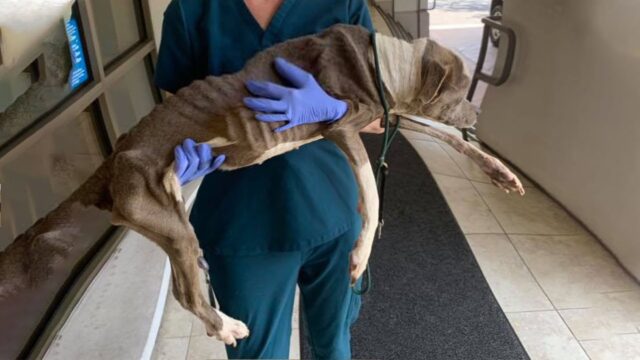 Viste le sue condizioni, il soccorritore ha abbracciato la cagnolina e le ha promesso che non le sarebbe mai più accaduto niente del genere