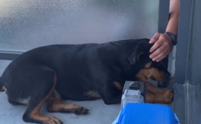 L’amicizia segreta di questo Rottweiler con il suo vicino è una delle cose più dolci che vedrete (VIDEO)