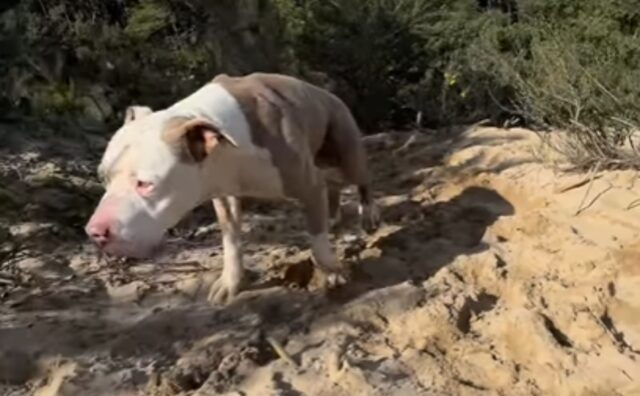Anziano e disabile, il Pitbull non smette di amare la vita e si gode una passeggiata sulla spiaggia (VIDEO)
