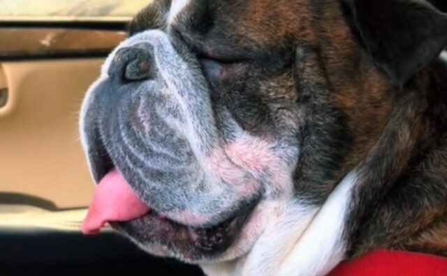 Anche loro sentono caldo: il Bulldog Inglese che si gode l’aria condizionata ne è la dimostrazione