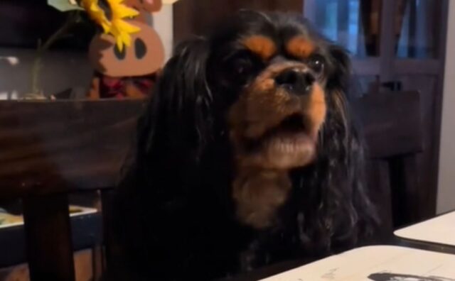 Il modo in cui Cavalier King Charles Spaniel “pesta” le zampe per avere la cena è puro spettacolo (VIDEO)