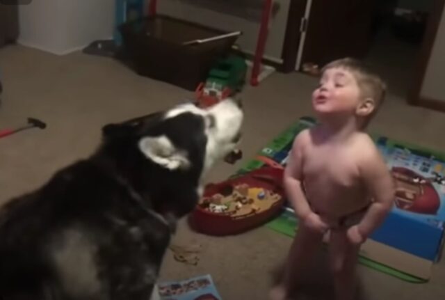 I genitori umani non hanno potuto fare a meno di ridere quando hanno visto l’Husky impegnato a “conversare” con il bambino