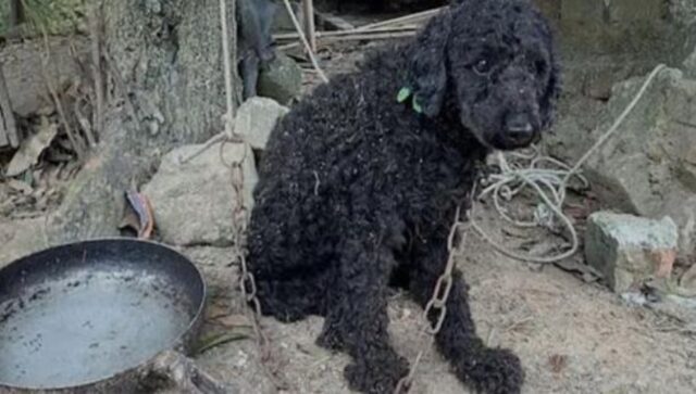 Il Barbone che ha vissuto per tutta la vita in catene ha finalmente l’opportunità di diventare un bellissimo cane