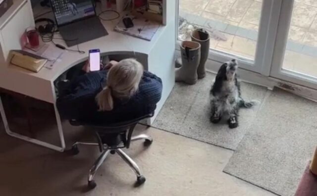 Il cane che ha aiutato la sua mamma umana a scegliere il biglietto della lotteria delizia tutti: “Hai vinto oppure no”?