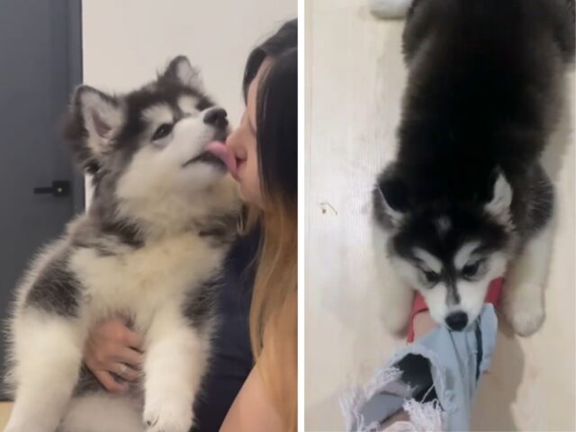 Sì, questo Husky fa davvero capire quali sono tutte le caratteristiche speciali della razza