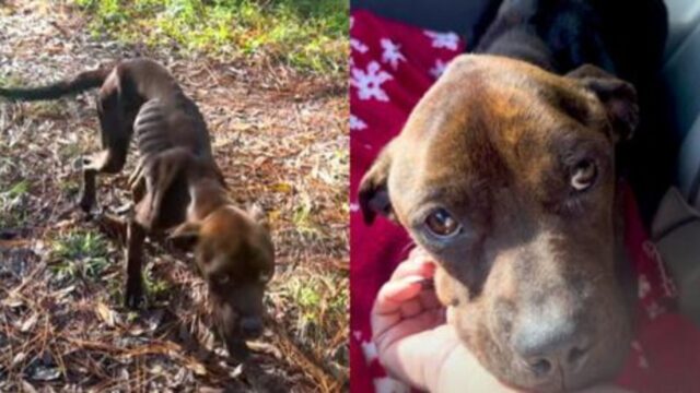 Il cucciolo di cane dagli occhi tristi viene finalmente salvato dal suo padrone senza cuore