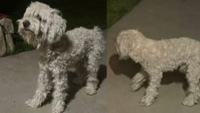 Il cane abbandonato ha vagato fino a quanto è arrivato davanti a un giardino: ha deciso che non se ne sarebbe più andato di lì