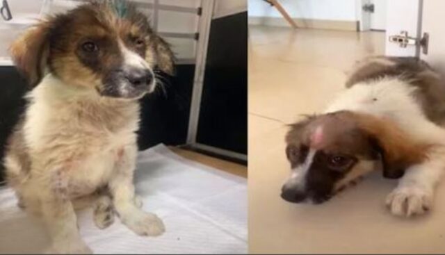 Aveva solo 8 settimane, eppure questo cucciolo di cane aveva già vissuto tutto il dolore e visto tutto l’orrore possibile