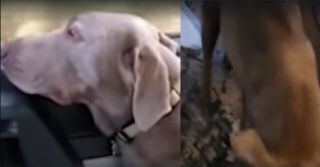 Il Labrador era rimasto paralizzato e sembrava non potesse più camminare, ma poi è accaduto il miracolo