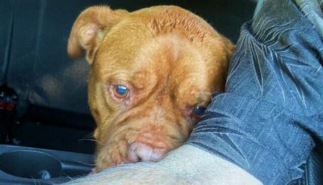 Dopo aver vissuto per 7 anni con questo cane, i suoi padroni hanno deciso di portarlo in canile perché aspettavano un figlio