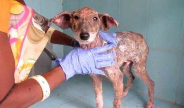 Il piccolo cucciolo di cane triste messo a dura prova dalla rogna ha l’opportunità di vivere una vita più felice