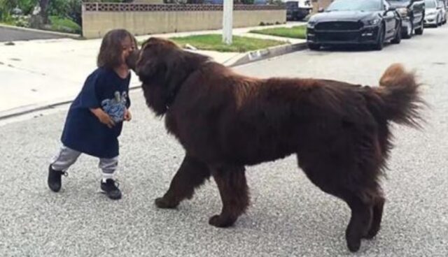 La bambina ha una partita importante e il suo Terranova non la lascia andare prima di averle dato un bacio di buona fortuna