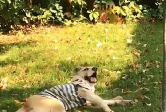 Il vecchio padrone non aveva intenzione di spendere soldi per curarlo, così ha lasciato indietro il povero cane