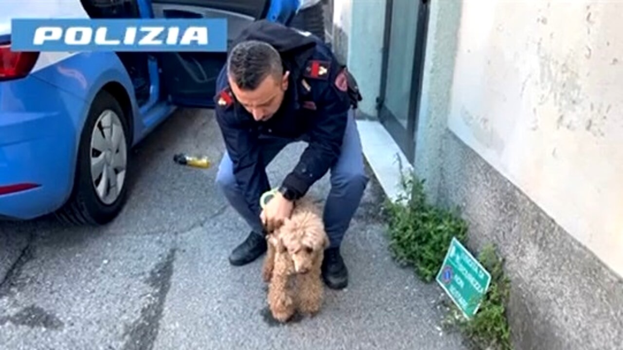 Poliziotto con il cane