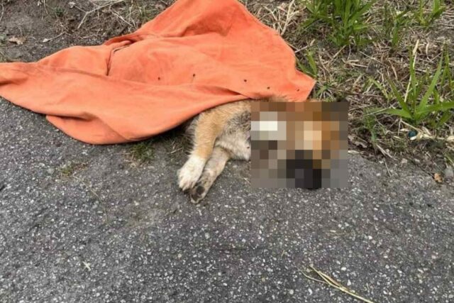 Cane aggredito a Catanzaro: atto di crudeltà che ne ha causato il decesso