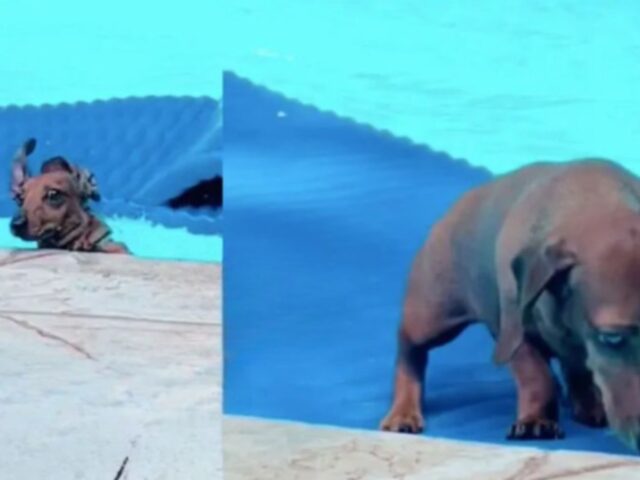 Il tentativo del bassotto di “sbarcare” in piscina non va affatto come previsto