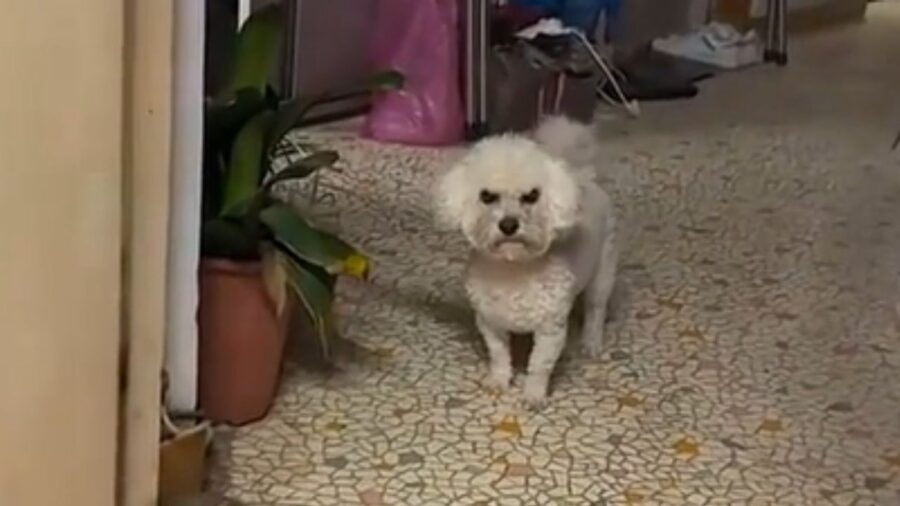 cagnolino che guarda in direzione della fotocamera