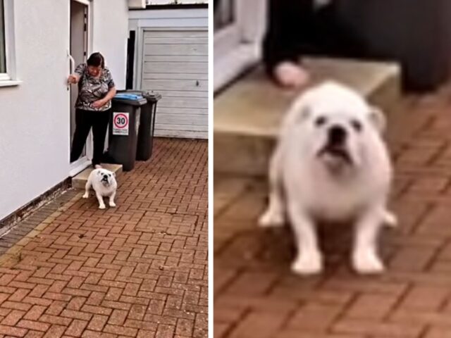 La bulldog è indecisa: tornerà a casa o resterà con i nonni che non smettono di viziarla neanche un secondo?