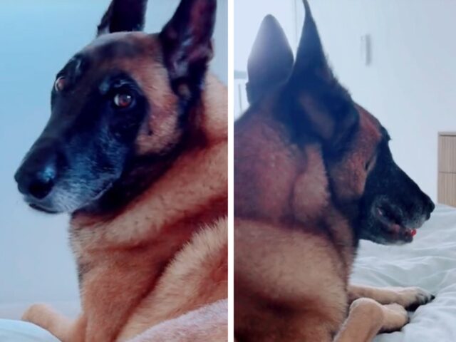Il Malinois che tenta con tutte le sue forze di combattere l’istinto di abbaiare al postino è puro divertimento