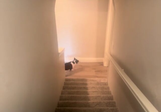 Cane che non ha mai visto delle scale ha una reazione adorabile trovandosi di fronte a quegli scalini