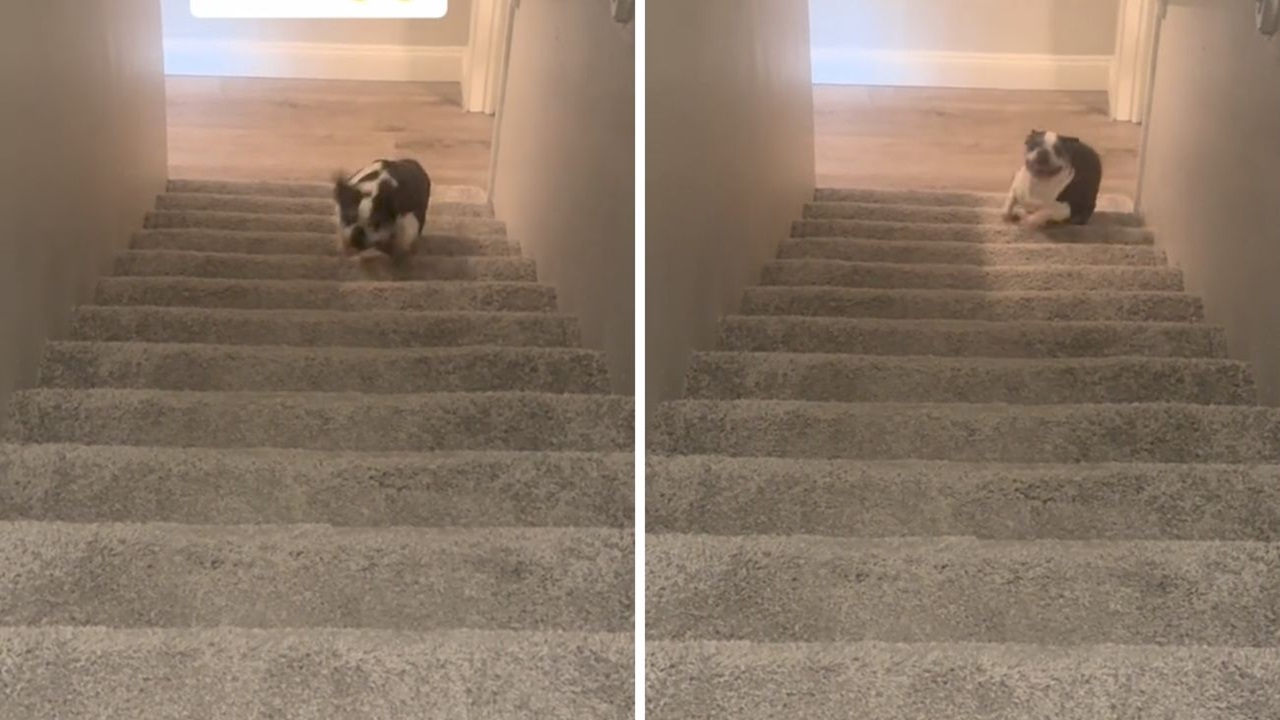 Cane fa le scale