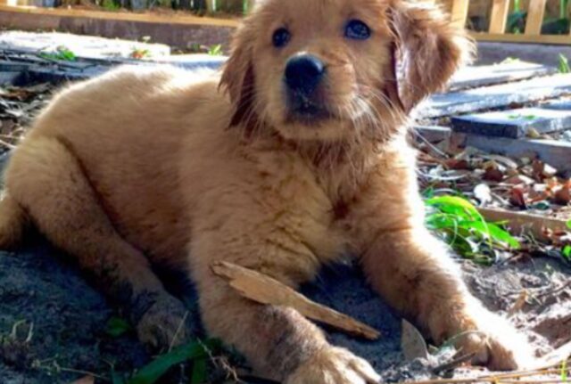 Un cane troppo malato per sedersi riceve un ultimo giro in città, ma poi succede l’impensabile