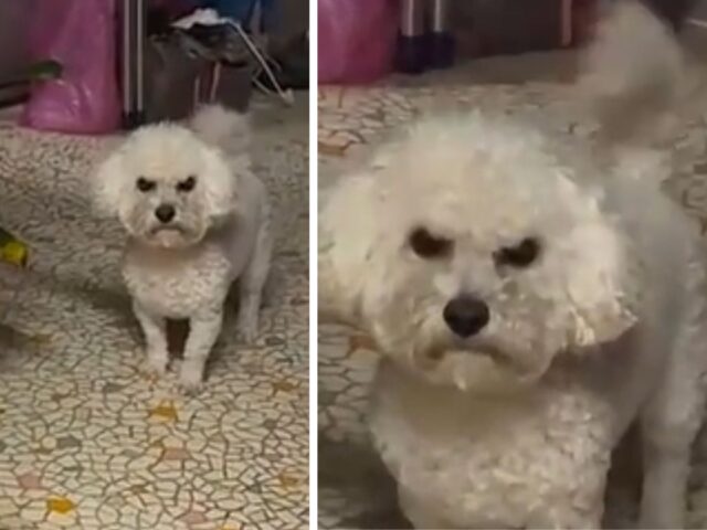 Sono crollate tutte le sue certezze: ha cambiato colore di capelli e ora il cane sembra odiarla