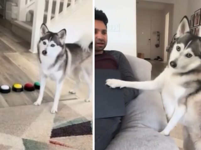 Non c’è modo di dirle di no: se questo Husky decide che il suo padrone deve smettere di lavorare è proprio così che andranno le cose