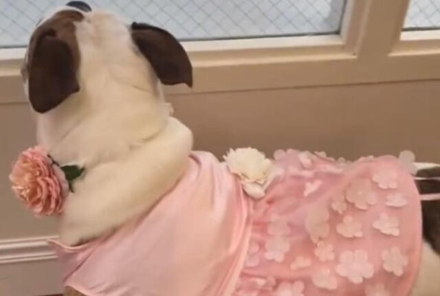 Con un video dolcissimo il personale del rifugio chiede al mondo di dare una possibilità a questa cagnolina anziana