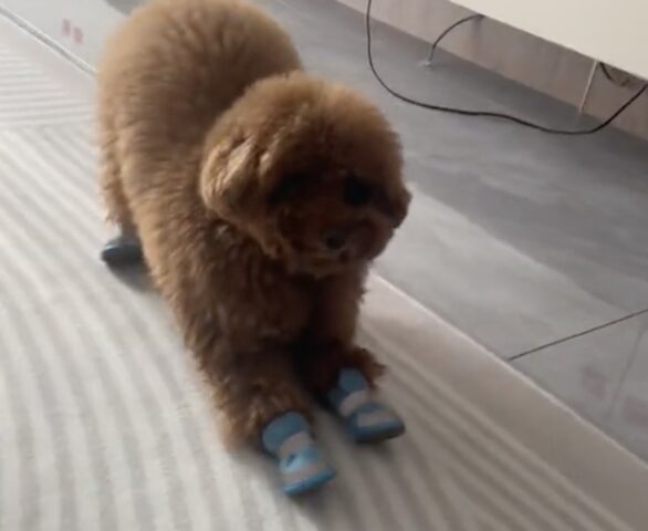 Cane di razza Poodle costretto a indossare le scarpe: ecco come ha reagito