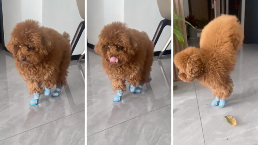 Cane di razza Poodle indossa le scarpe