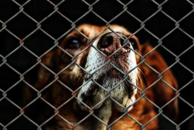 Il cane triste aspetta ogni giorno nello stesso posto che qualcuno lo salvi