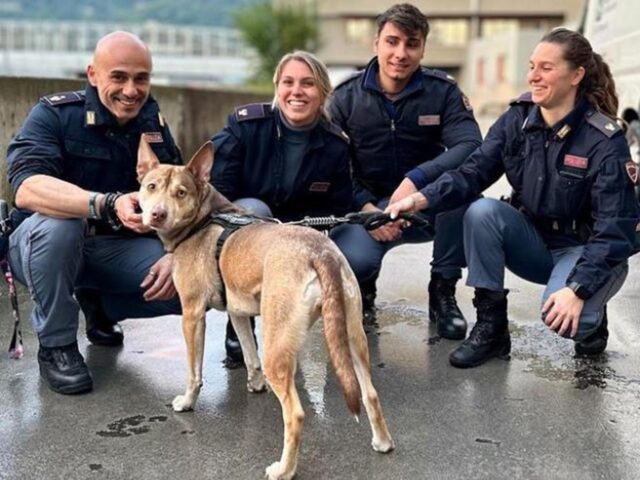 Cane maltrattato violentemente in strada: passanti chiamano le forze dell’ordine