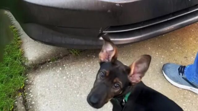 Cane piange davanti a un’auto: ecco cosa c’era dentro