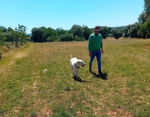 Cane randagio adottato dal suo veterinario: la nuova vita di Torre