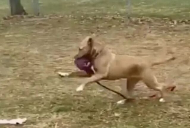 Il cucciolo rifiuta di stare da solo e gioca con degli “amici immaginari” dopo le tante mancate adozioni