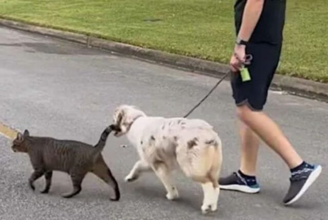 Il cane ha deciso di salvare un gatto randagio e la coppia che si è formata è un tripudio di assoluta tenerezza