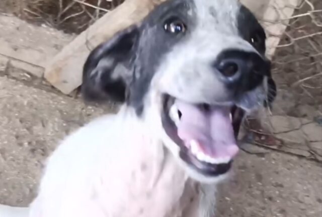 Il cucciolo ammalato viveva sotto un ponte: ormai non credeva più che avrebbe trovato una vera casa e tanto amore