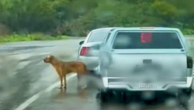 Chi ha assistito non credeva ai suoi occhi: il cane è stato abbandonato per strada, nel mezzo di una tempesta