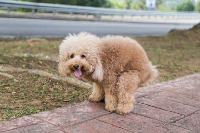 Cane stitico: cause e cosa fare