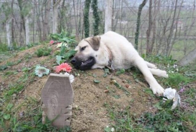 Ogni giorno questo cane fugge dalla casa dove vive per andare nel luogo più straziante e commovente