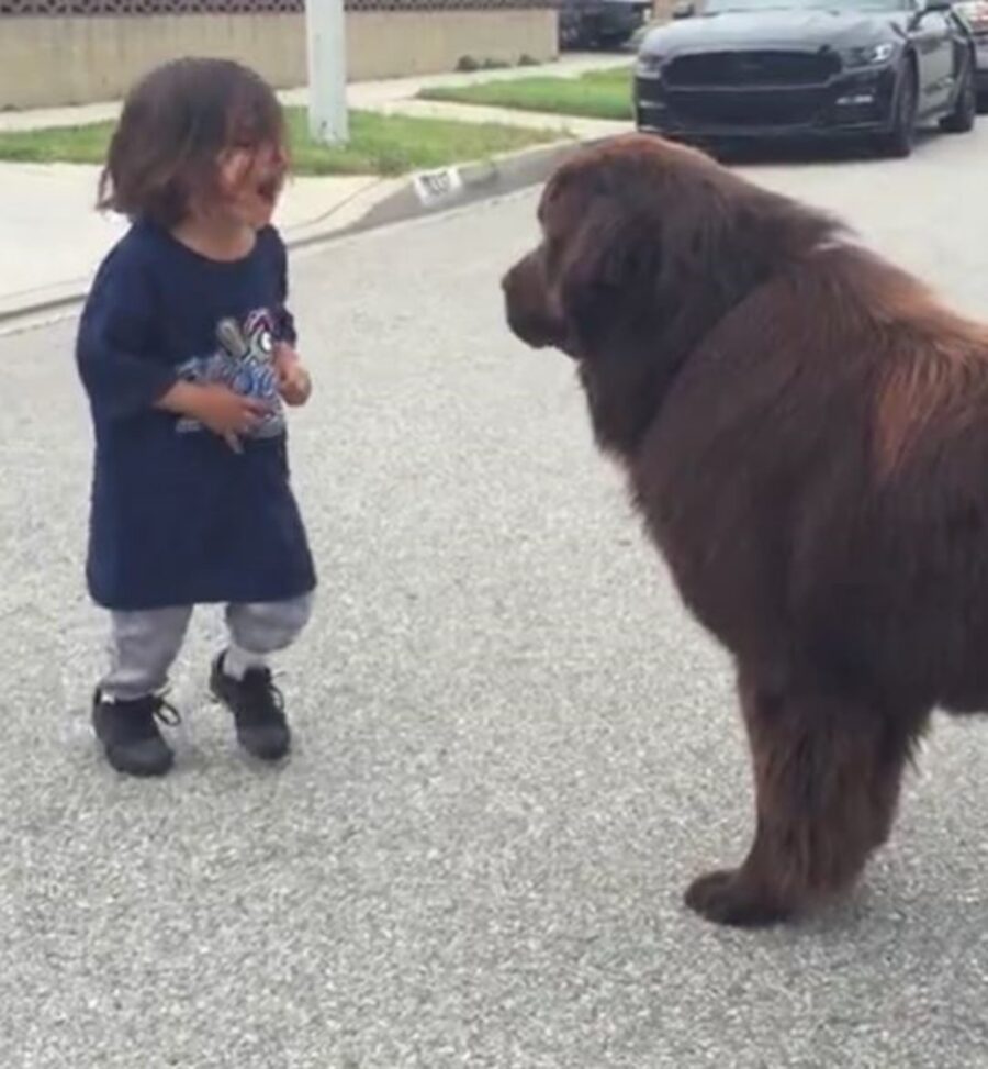 un cane con un bimbo