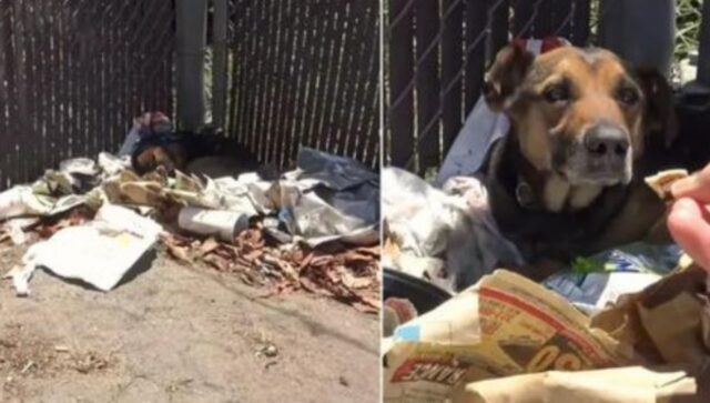 Il cane viveva nella spazzatura finché delle persone buone lo hanno salvato, offrendogli un’altra opportunità