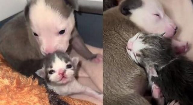 Il cucciolo di cane e il gattino avevano lo stesso triste passato segnato dal rifiuto, ma poi si sono incontrati