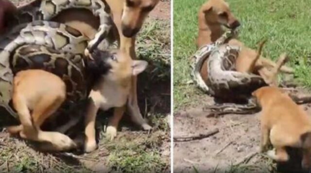 Mamma cane viene attaccata da un pitone gigante: il suo cucciolo prova a fare di tutto per riuscire a salvarla