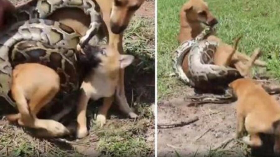 una cagnolina con un cucciolo che lottano contro un pitone