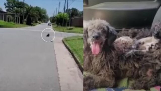 I due cuccioli di cane hanno implorato aiuto e la donna non ha potuto fare altro che prelevarli dalla strada, subito