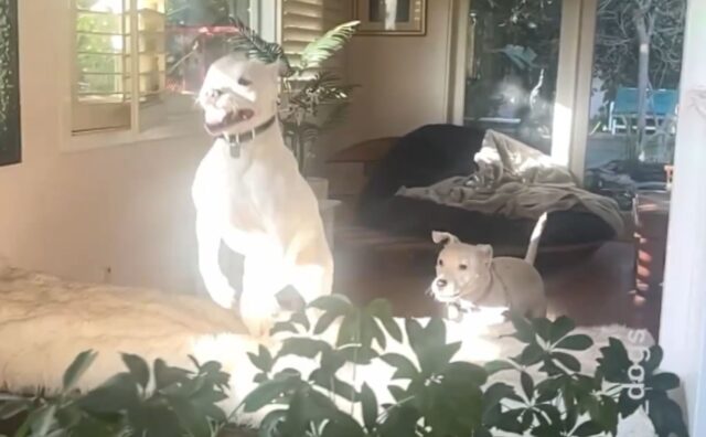 Salvati dal rifugio, i due cuccioli di Pitbull sono così grati da vivere davvero ogni giorno come fosse un dono (VIDEO)