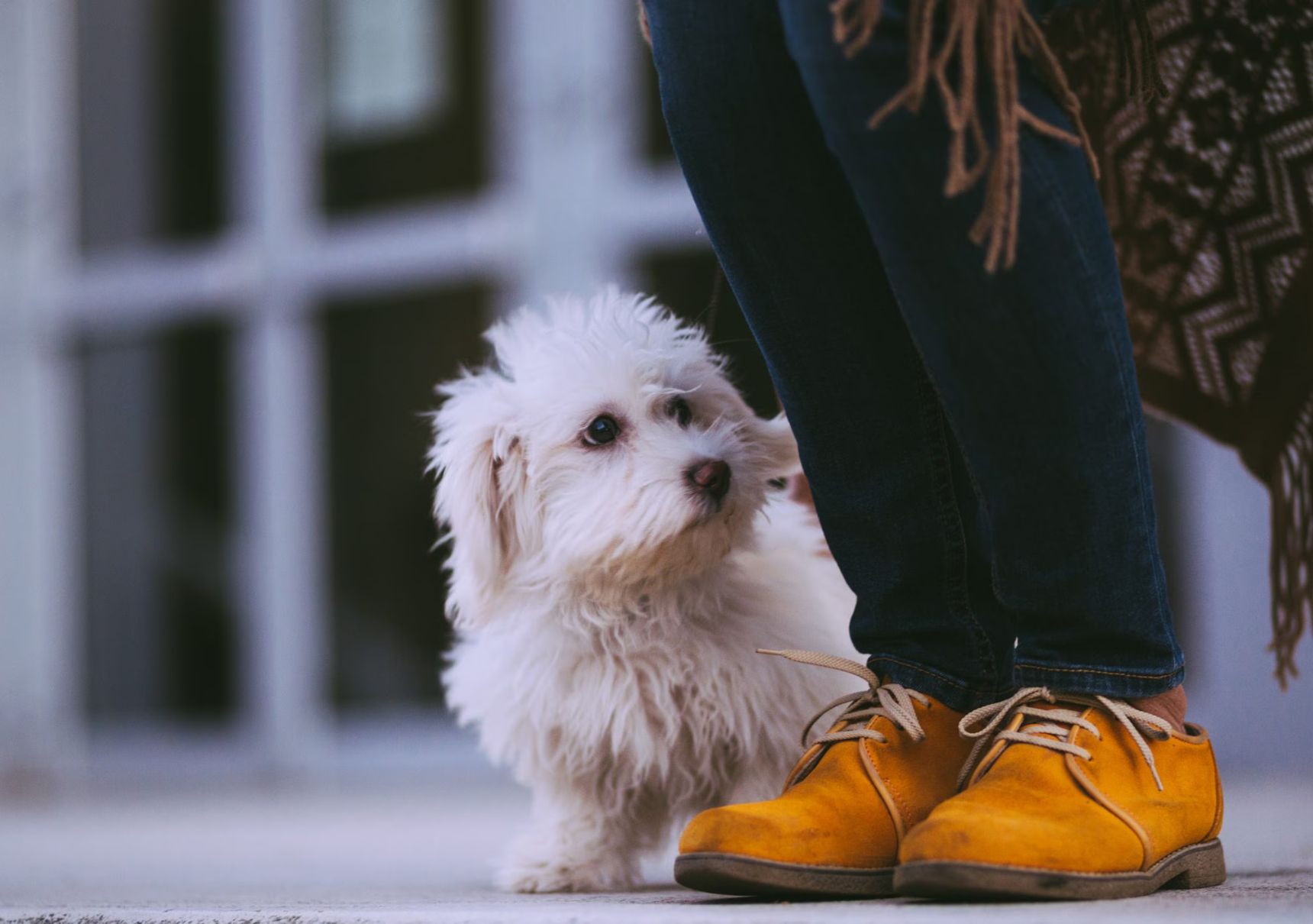 cane vicino a uomo