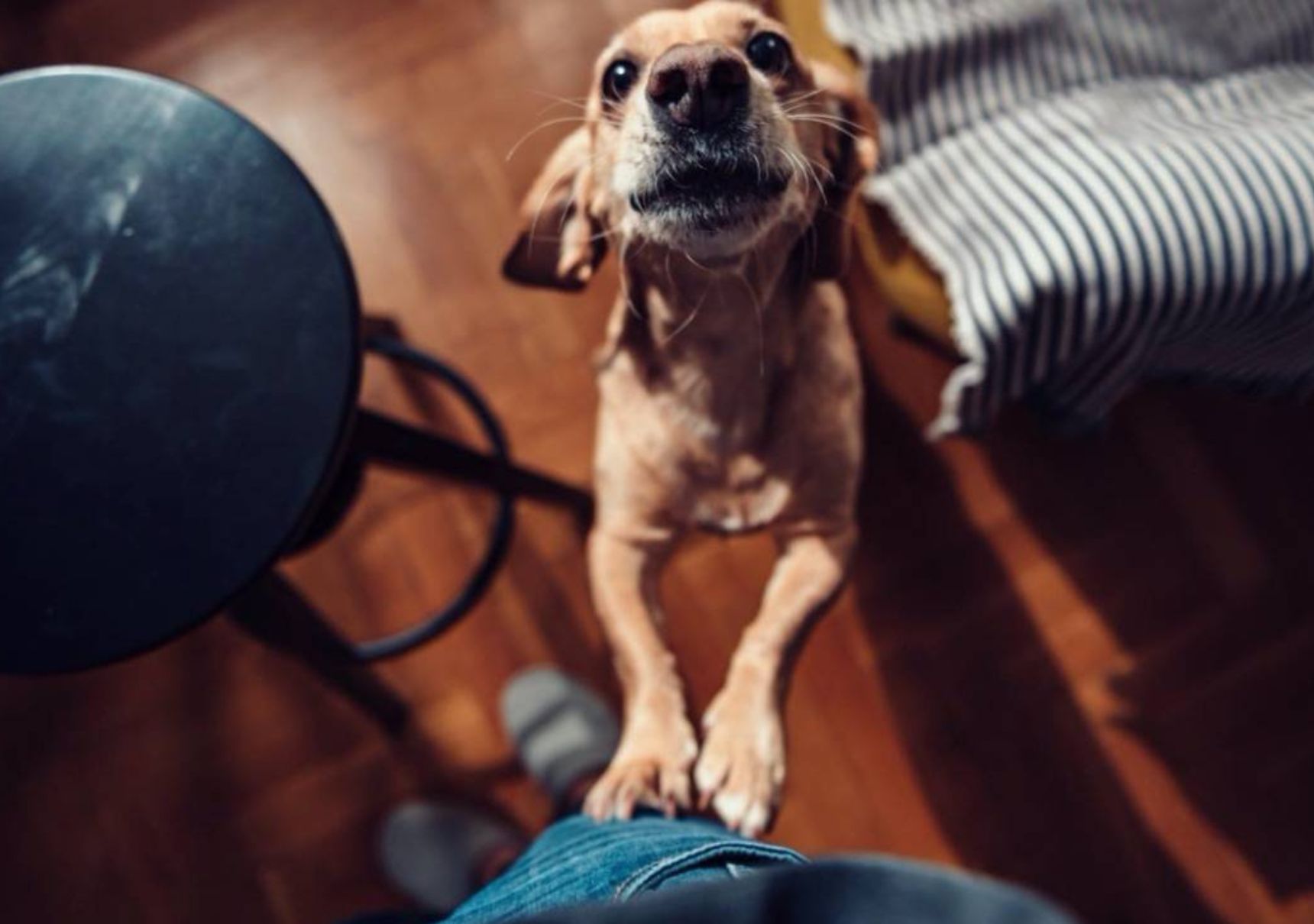 cane cerca attenzioni